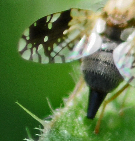 Réf. 309752 — INSECTA > Diptera > Tephritidae > Tephritis divisa www